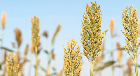 millets for health